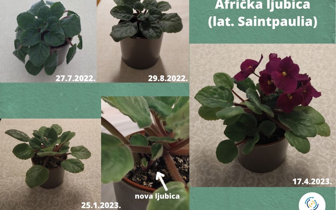 Biljke vole bioqr™ bioenergetski tretman